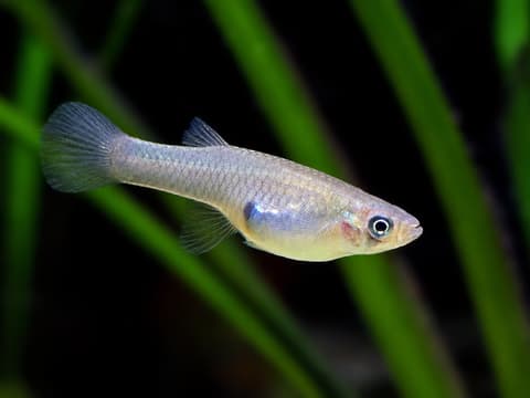 Mosquitofish (Gambusia affinis) in an aquarium