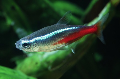Neon tetra (Paracheirodon innesi) in an aquarium