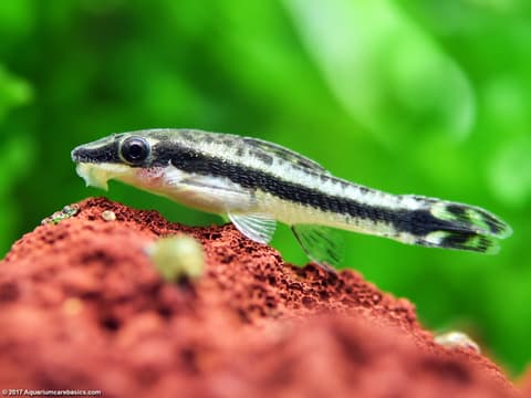 Otocinclus (Otocinclus spp.) in an aquarium