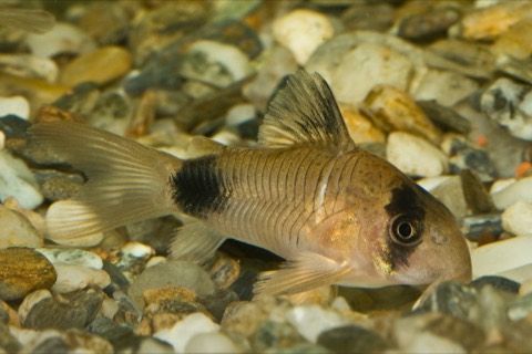 Panda corydoras (Corydoras panda) in an aquarium