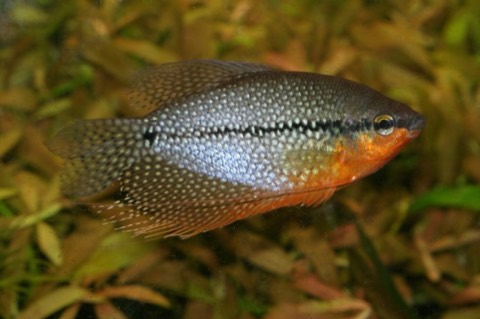 Pearl gourami (Trichopodus leerii) in an aquarium