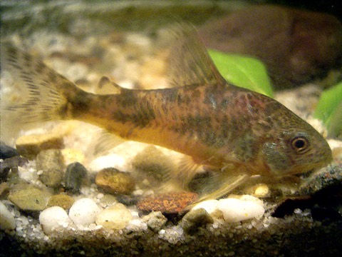 Peppered corydoras (Corydoras paleatus) in an aquarium