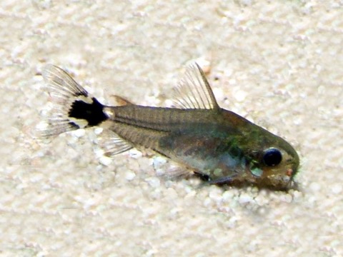 Pygmy corydoras (Corydoras pygmaeus) in an aquarium