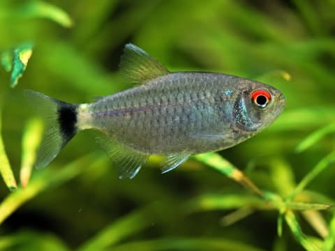 Red-eye tetra (Moenkhausia sanctaefilomenae) in an aquarium