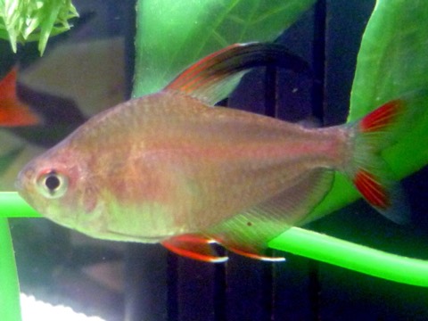 Rosy tetra (Hyphessobrycon rosaceus) in an aquarium