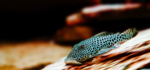 Rubber-lip pleco (Chaetostoma milesi) in an aquarium