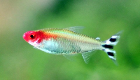 Rummy-nose tetra (Hemigrammus bleheri) in an aquarium