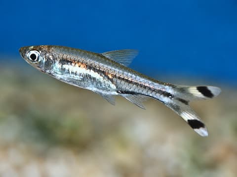 Scissortail rasbora (Rasbora trilineata) in an aquarium