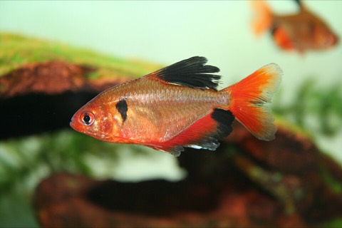 Serpae tetra (Hyphessobrycon eques) in an aquarium