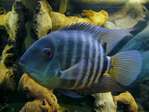 Severum (Heros efasciatus) in an aquarium