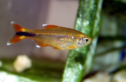 Silvertip tetra (Hasemania nana) in an aquarium