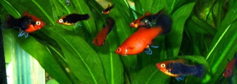 Southern platy (Xiphophorus maculatus) in an aquarium