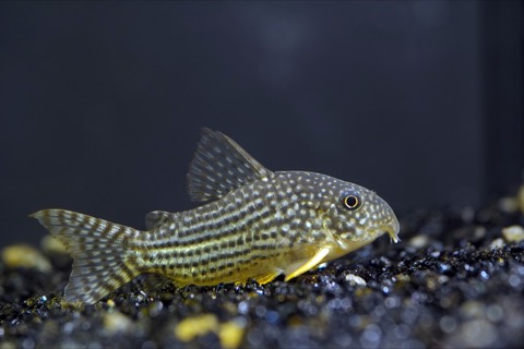Sterbai corydoras (Corydoras sterbai) in an aquarium