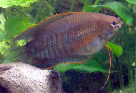 Thick-lipped gourami (Trichogaster labiosa) in an aquarium
