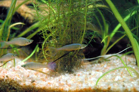 Threadfin rainbowfish (Iriatherina werneri) in an aquarium