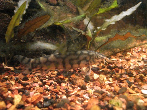 Yo-yo loach (Botia almorhae) in an aquarium