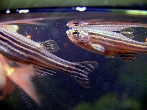 Zebra danio (Danio rerio) in an aquarium